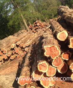 GỖ TUYẾT TÙNG ĐỎ TRÒN(RED CEDAR LOG)