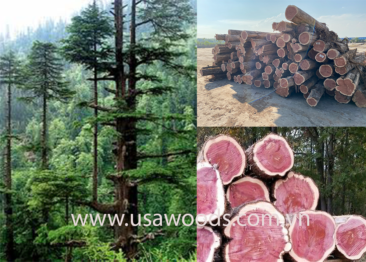 eastern red cedar