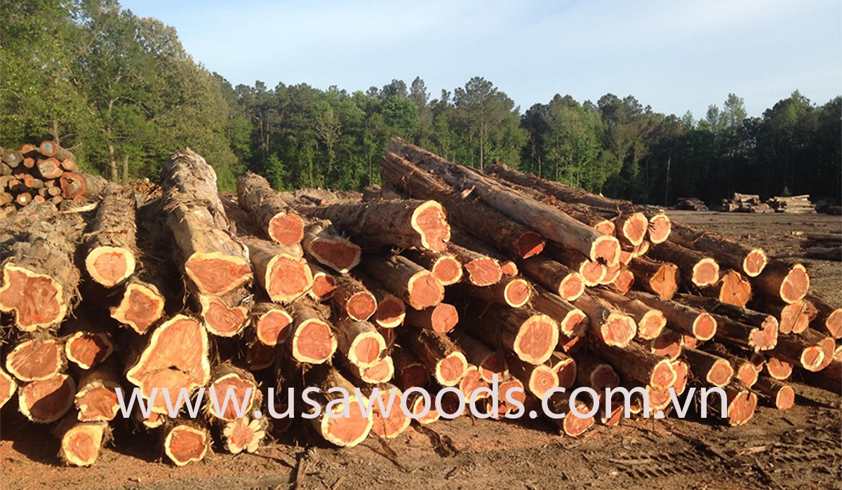 Red cedar log