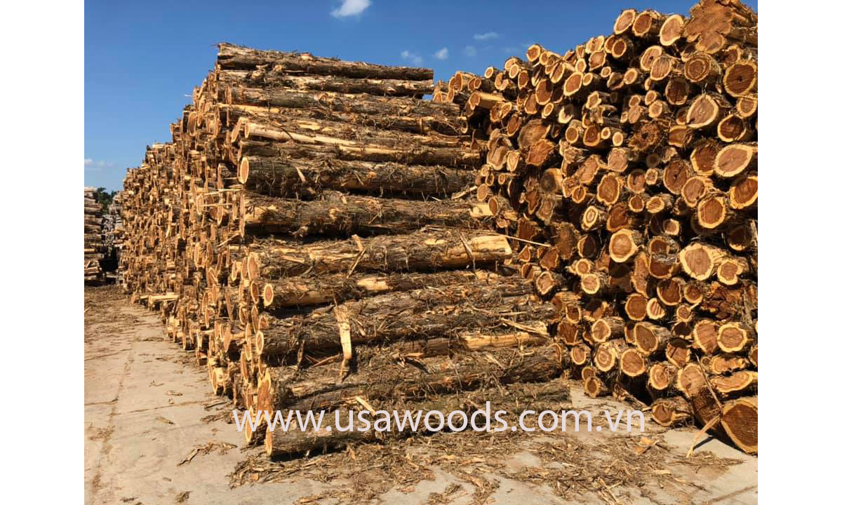 Gỗ tuyết tùng tròn ( Red cedar log)