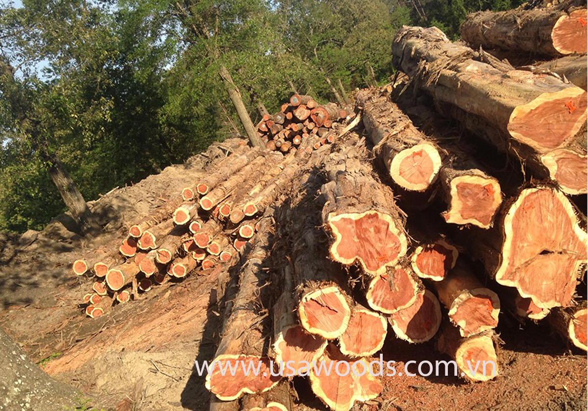 go tuyet tung do tronred cedar log zwQF
