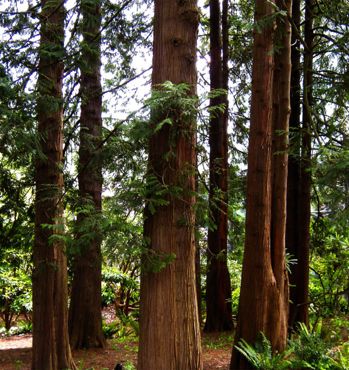 go tuyet tung do western red cedar DfAB