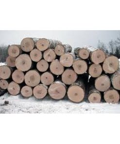 GỖ SỒI TRÒN (OAK LOG)